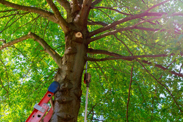 Large Tree Removal in San Gabriel, CA